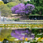 Images of University of Queensland and Gatton campus Jacaranda trees.
